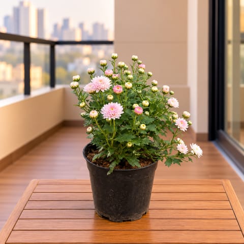 Large Chrysanthemum / Shevanti / Guldawari White in 6 Inch Nursery Pot