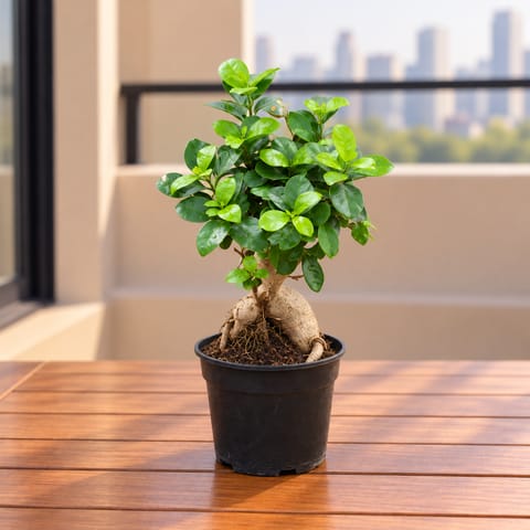 Ficus Bonsai in 4 Inch Nursery Pot