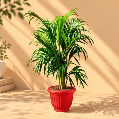 Air Purifying: Areca Palm ( 4 Ft) in 10 Inch Terracotta Red Olive Plastic Pot
