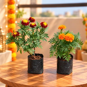Set of 2 - Marigold / Genda (any colour) in 4 Inch Nursery Bag