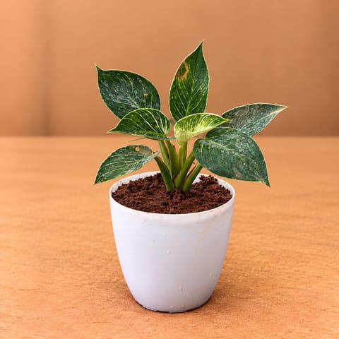 Philodendron Birkin in 6 Inch White Premium Orchid Round Plastic Pot