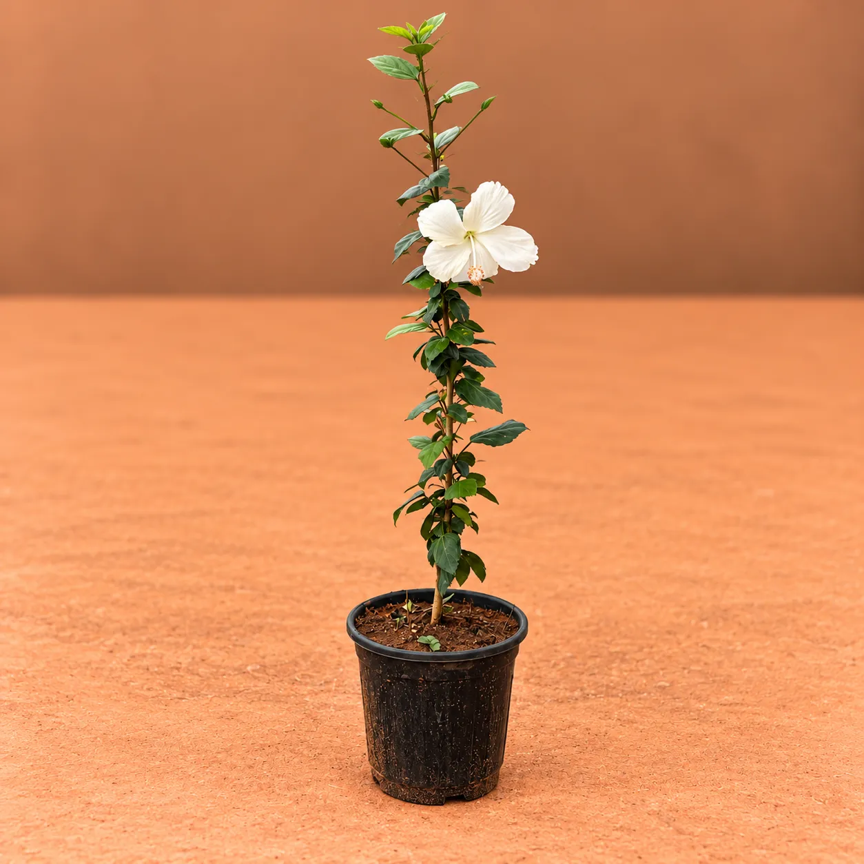 Large Hibiscus / Gudhal Desi (any colour) in 6 Inch Black Super Nursery Pot