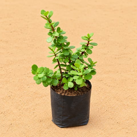 Lucky for Wealth - Jade Mini / Elephant Bush in 4 Inch Nursery Bag