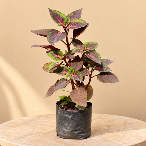 Coleus (any colour) in 3 Inch Nursery Bag