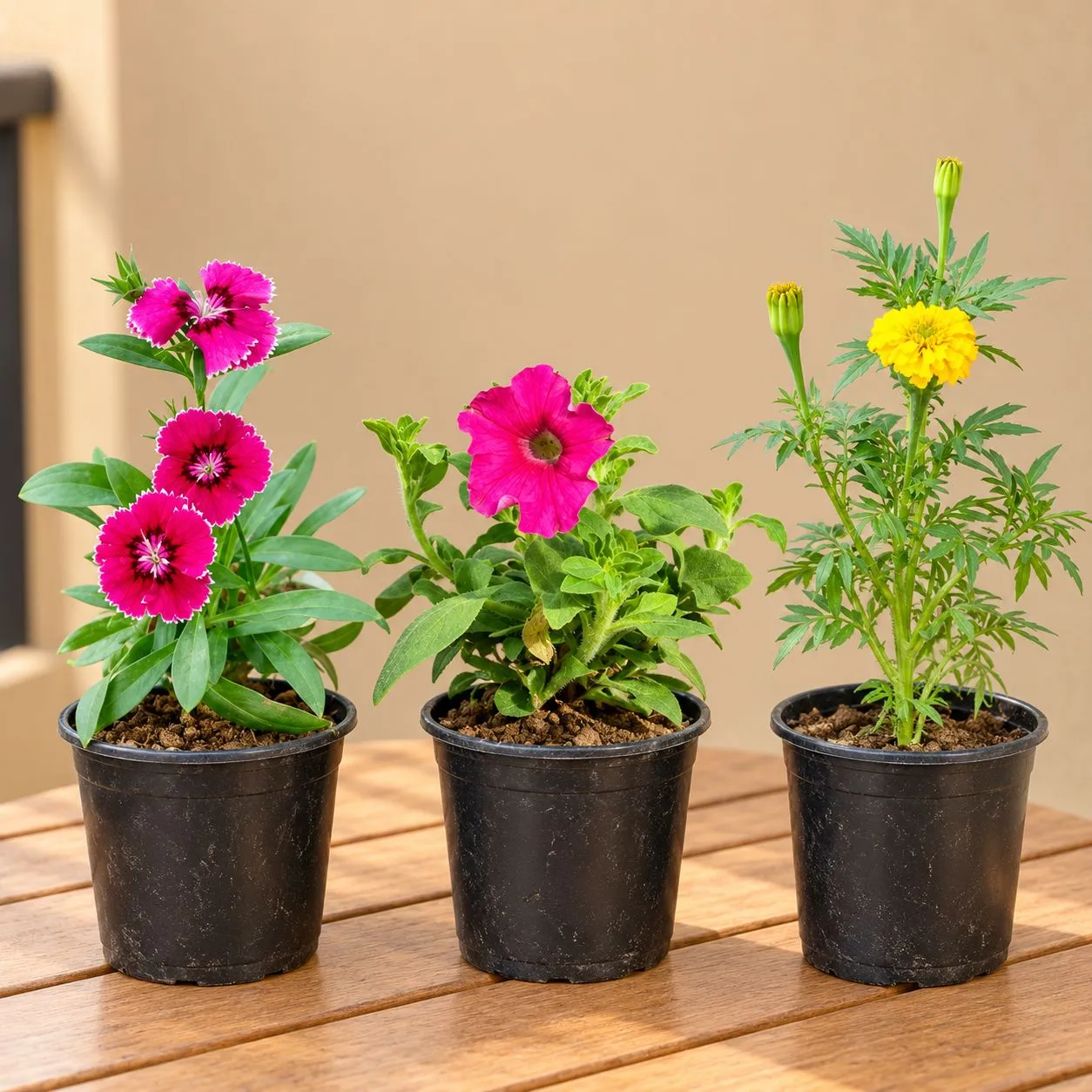 Bloom & Glow Trio - Set Of 3 - Dianthus, Petunia & Marigold in 6 Inch Nursery Pots