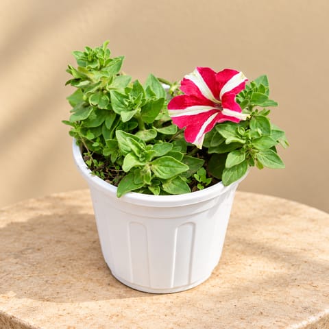 Petunia (any colour) in 6 Inch White Super Nursery Pot
