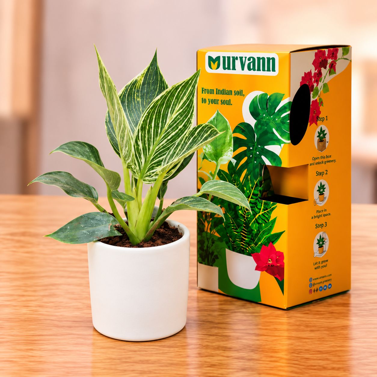 Philodendron Birkin in 4 Inch White Classy Cylindrical Ceramic Pot with Urvann Gifting Box, Magnet & Care Card