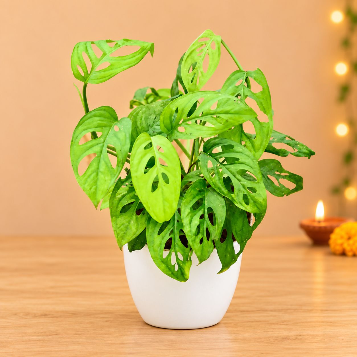 Monstera Broken Heart in 6 Inch White Premium Orchid Round Plastic Pot - Best Exotic Indoor Plant