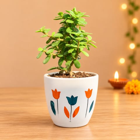 Lucky for Wealth Jade Plant in 4 Inch Ceramic Pot (any colour & design)