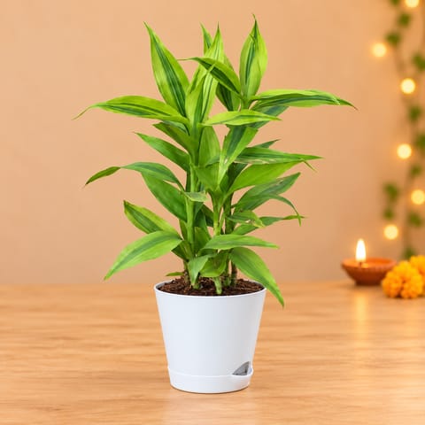 Lucky Bamboo in 4 Inch White Florence Self Watering Pot