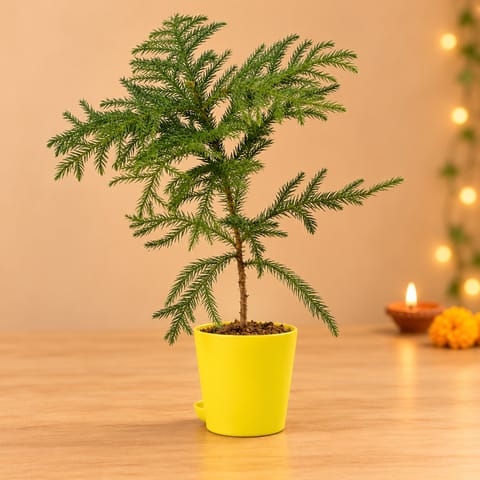 Araucaria / Christmas Tree in 4 Inch Yellow Florence Self Watering Pot