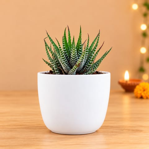 Haworthia Zebrina in 4 Inch White Premium Orchid Round Plastic Pot