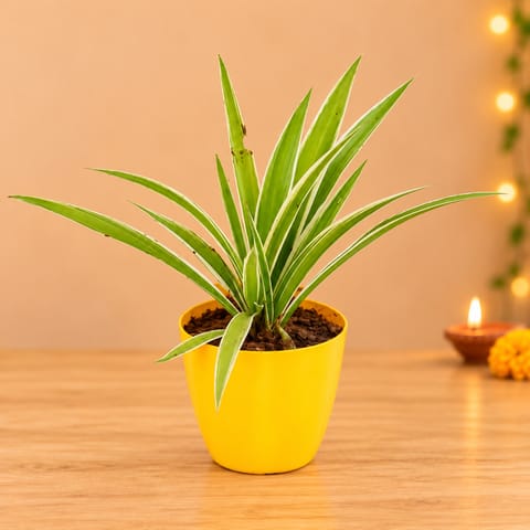 Spider in 4 Inch Yellow Premium Orchid Round Plastic Pot