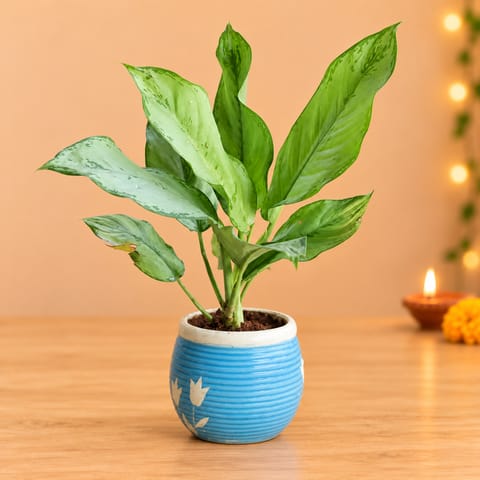 Aglaonema in 6 Inch Matka Ceramic Pot (Any Design)