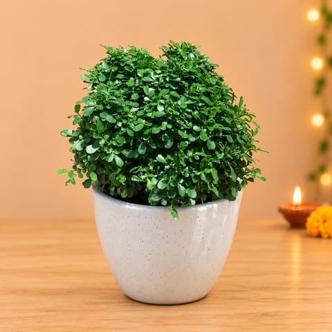 Table Kamini in 5 Inch White Ceramic Pot