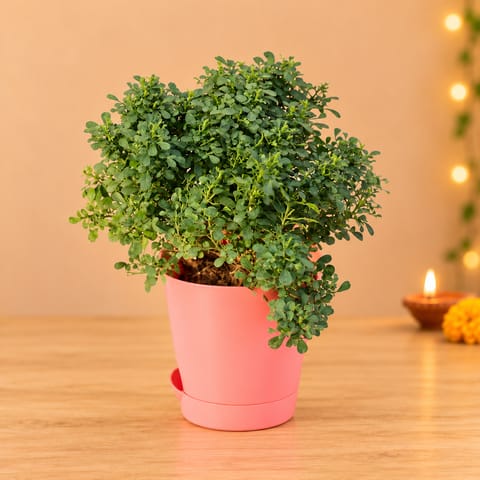 Table Kamini in 4 Inch Pink Florence Self Watering Pot