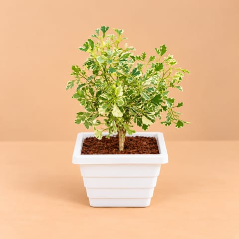 Aralia White in 6 Inch White Marble Premium Orchid Square Plastic Pot