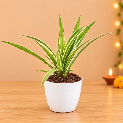 Spider in 4 Inch White Premium Orchid Round Plastic Pot