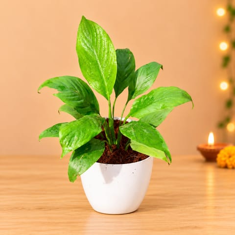 Peace Lily in 6 Inch White Premium Orchid Round Plastic Pot