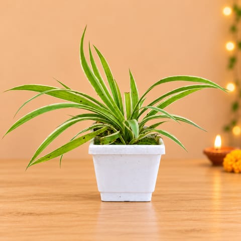 Spider in 4 Inch White Marble Premium Orchid Square Plastic Pot