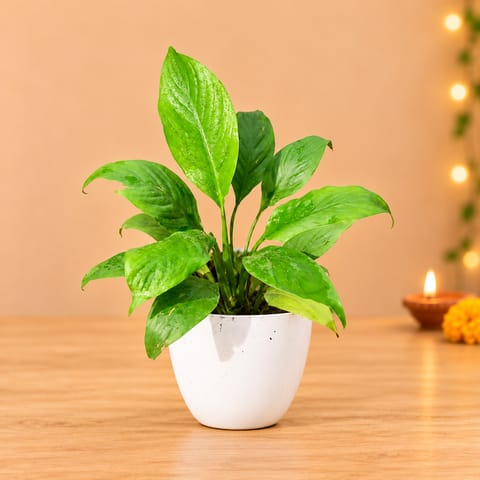 Peace Lily in 6 Inch White Premium Orchid Round Plastic Pot
