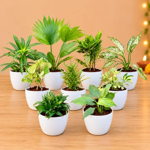 Living Room Special - Set of Any 7 - Dracaena Messanger, China Palm, Baby Croton, Aglaonema Snow White, Aralia Dinner Plate, Chironji Croton, Schefflera Brassia, Dracaena Compacta & Peace Lily in 6 Inch White Premium Orchid Round Plastic Pot