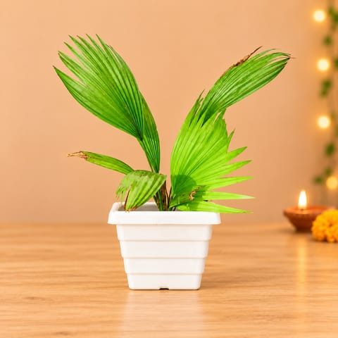 China Palm in 6 Inch White Marble Premium Orchid Square Plastic Pot