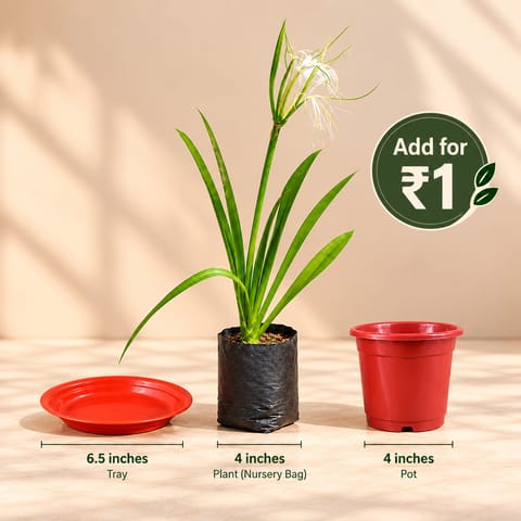 Free Gift - Set of 3 - 6.5 Inch Terracotta Red Tray, Spider Lily in 4 Inch Nursery Bag & 4 Inch Red Nursery Pot