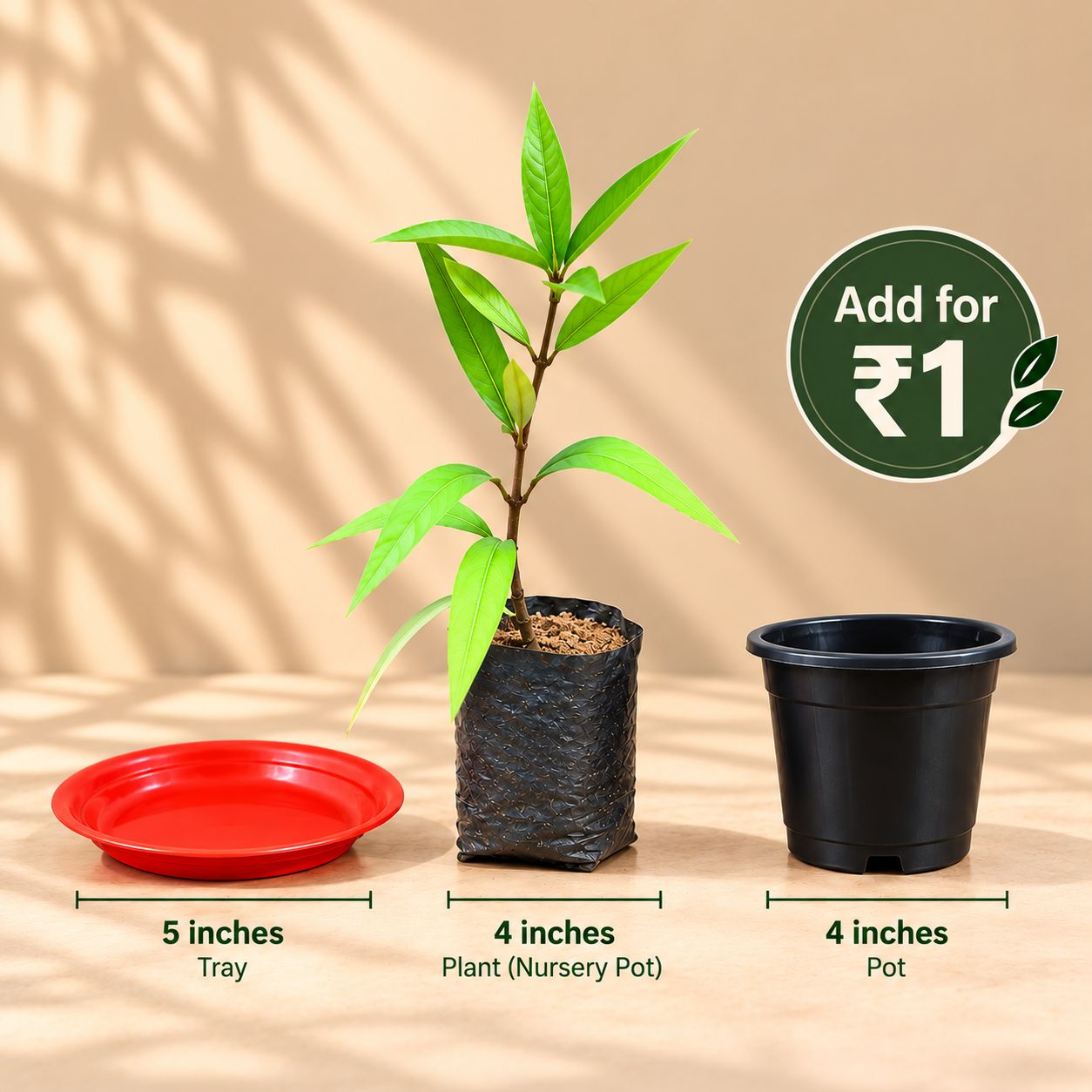Free Gift - Set of 3 - 5 Inch Terracotta Red Tray, Sukh Shanti in 4 Inch Nursery Bag & 4 Inch Black Nursery Pot