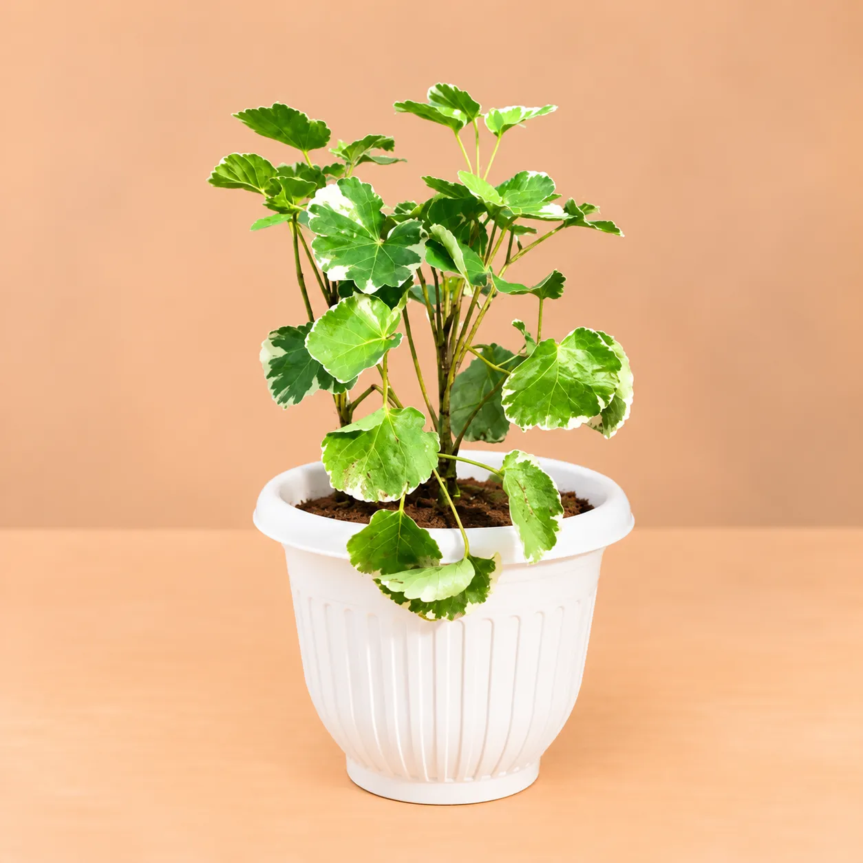 Large Aralia Apple Leaf / Dinner Plate in 8 Inch White Olive Plastic Pot | Low Maintenance