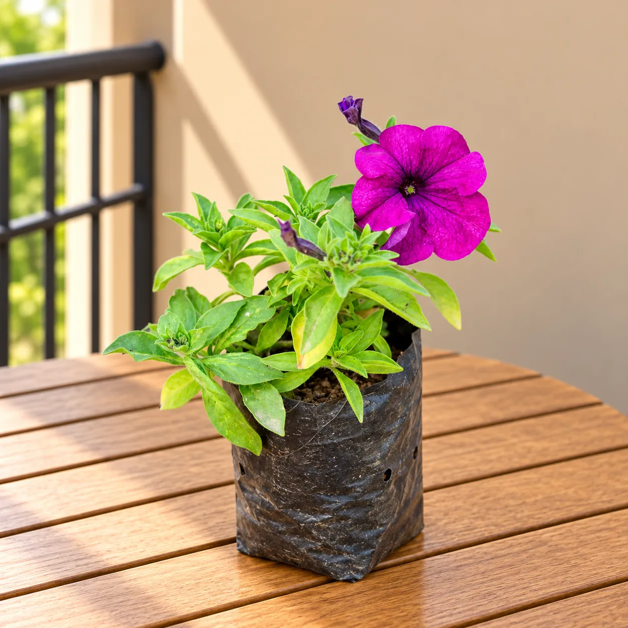 Petunia (Any Colour) in 4 Inch Nursery Bag