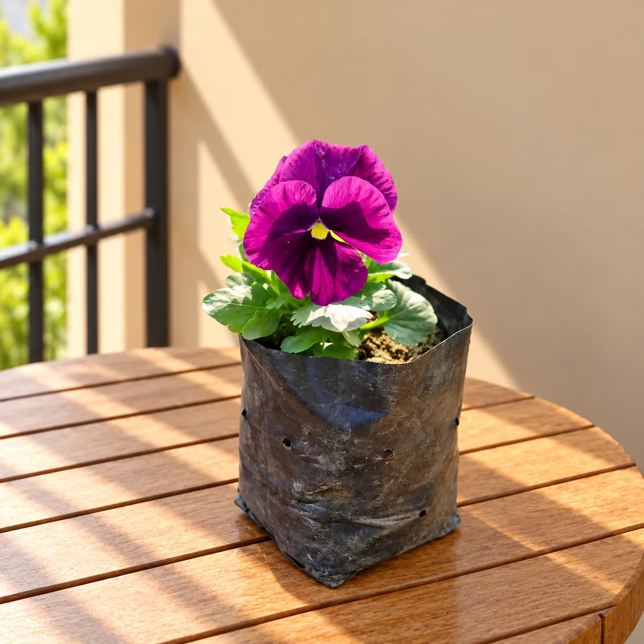 Pansy (Any Colour) in 4 Inch Nursery Bag