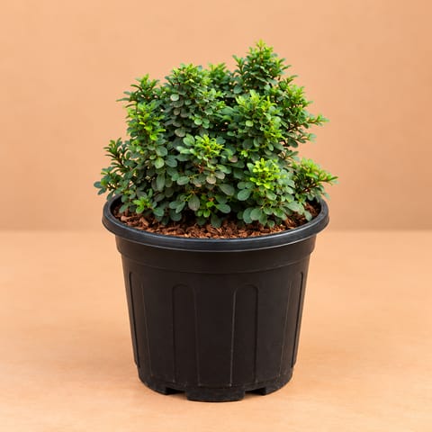 Large Fragrant Table Kamini Ball in 6 Inch Black Super Nursery Pot