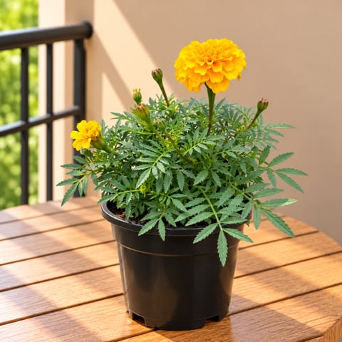 Marigold French (any colour) in 6 Inch Nursery Pot