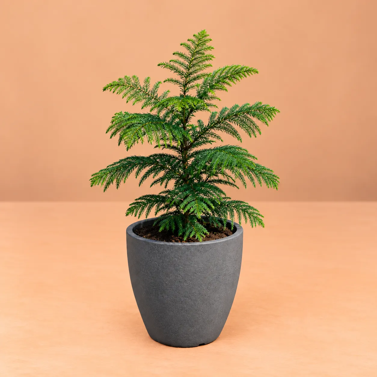 Araucaria / Christmas Tree (~ 3 fT) in 08 X 08 Inch Grey Premium Convessa Fiberglass Planter - Durable large size decoratiive fiber pot for indoor outdoor plants with 5 year warranty