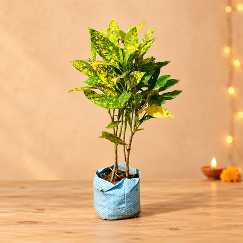 Baby Croton in 4 inch Nursery Bag