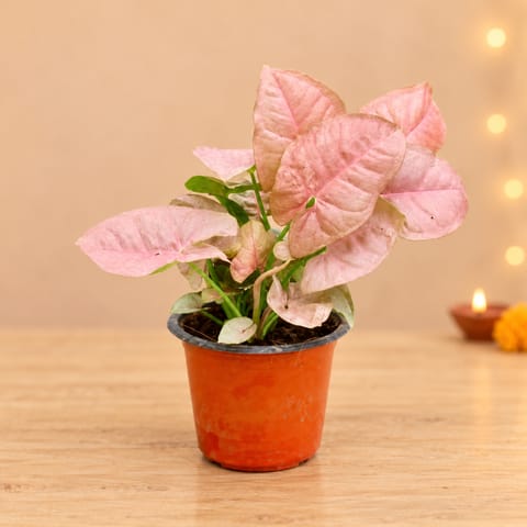 Syngonium Pink Dwarf in 4 Inch Nursery Pot