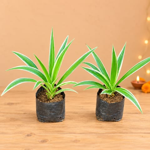 Set of 2 - Spider in 4 Inch Nursery Bag