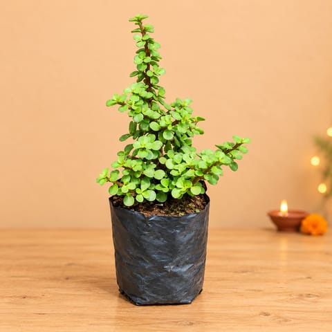 Jade Plant in 4 Inch Nursery Bag