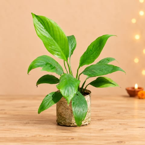 Peace Lily in 4 Inch Nursery Bag