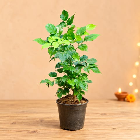 Radermachera / China Doll in 6 Inch Nursery Pot