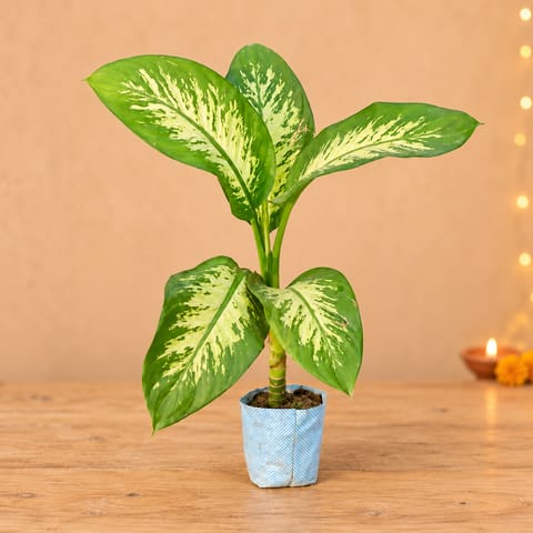Dieffenbachia in 5 Inch Nursery Bag