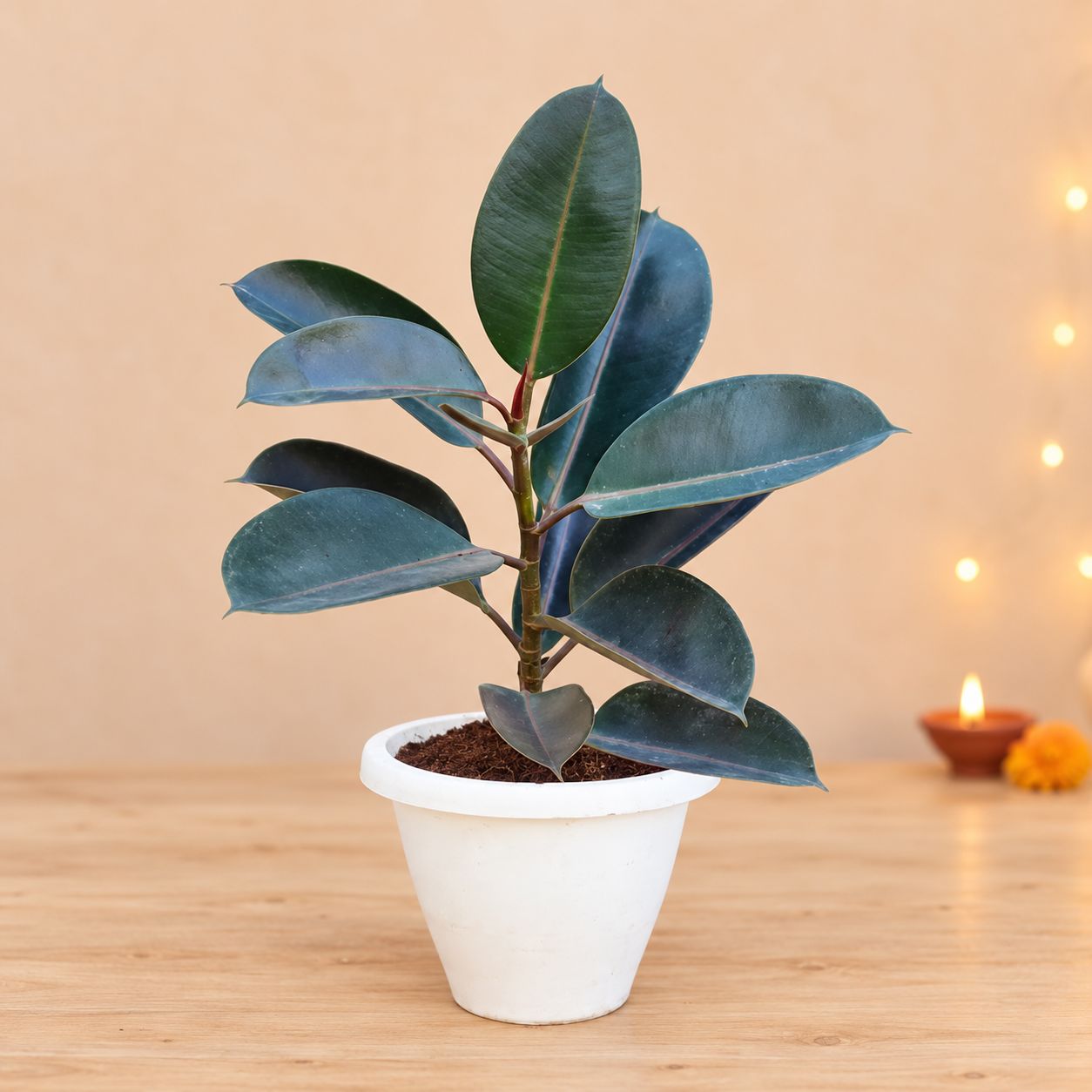 Rubber Plant Black (~ 1-2 ft) in 10 Inch Classy White Plastic Pot