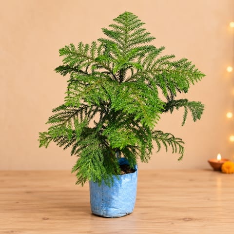 Araucaria / Christmas Tree in 5 Inch Nursery Bag
