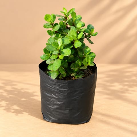 Lucky for Wealth Jade in 4 Inch Nursery bag