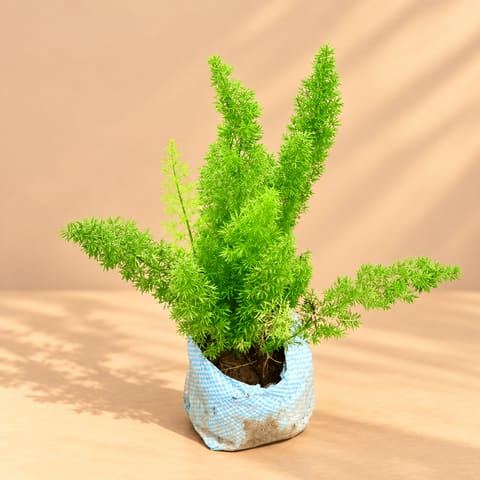 Asparagus Mary in 4 Inch Nursery Bag