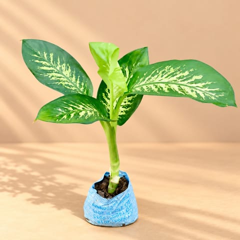 Dieffenbachia in 4 Inch Nursery Bag