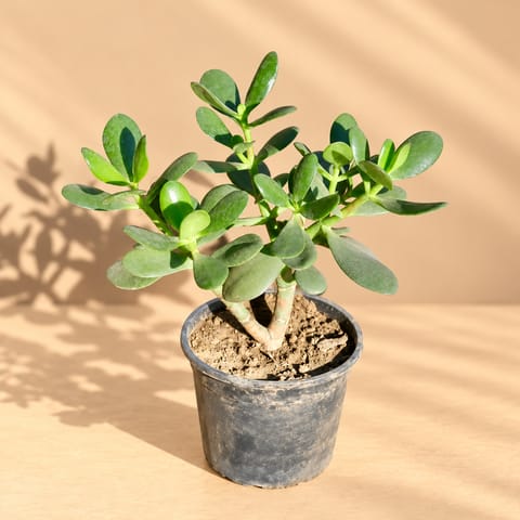 Crassula Jade in 6 Inch Nursery Pot