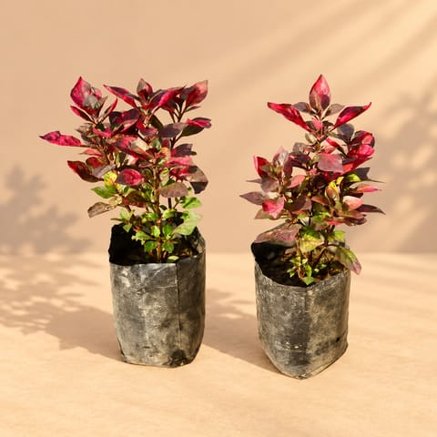 Set of 2 - Alternanthera Red in 4 Inch Nursery Bag