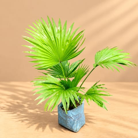 China / Fan Palm in 4 Inch Nursery Bag